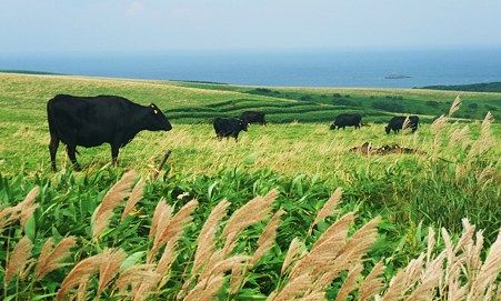 宗谷丘陵の牧歌的風景。