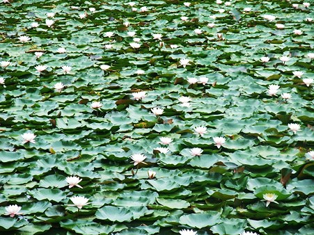 大沼のスイレン