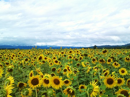 名寄、ひまわり畑