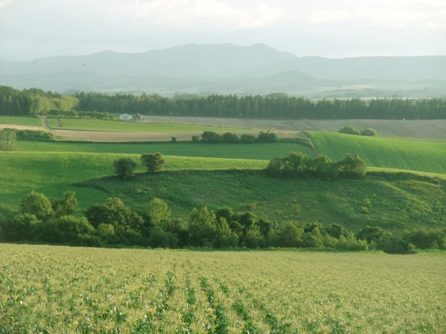 美瑛パノラマロード