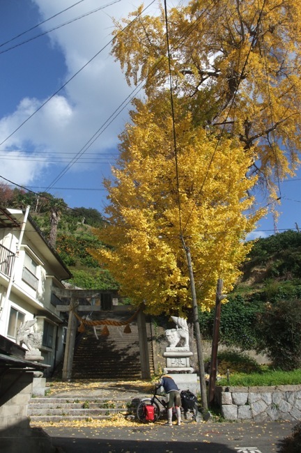 大崎下島明石のイチョウ